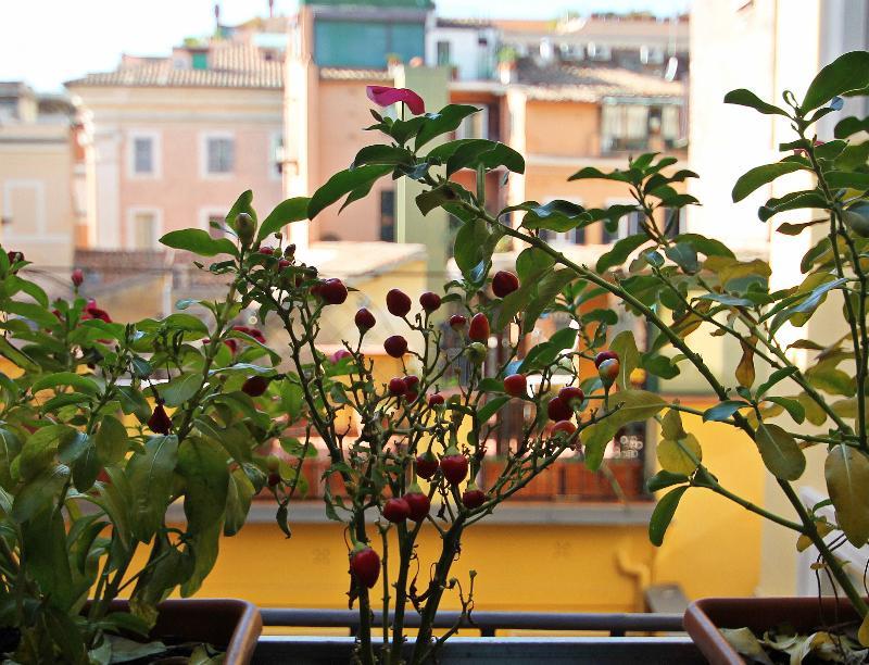 Magenta Campo Dei Fiori Roma Exterior foto